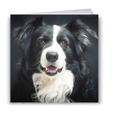 Border Collie Greeting Card -