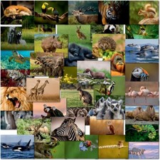 Doodlecards Pack of 40