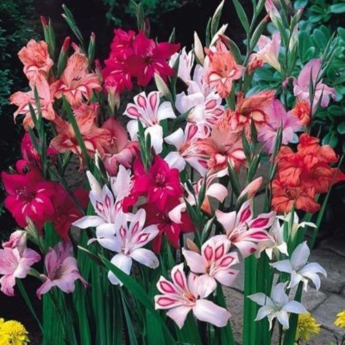 Gladioli nanus mix - x,