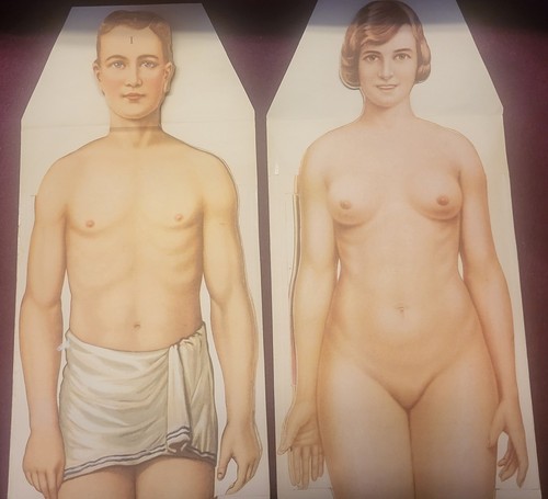 1930s male female - male, anatomical