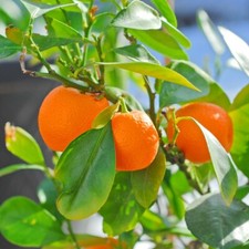 T&M Orange Tree Fruit Bush