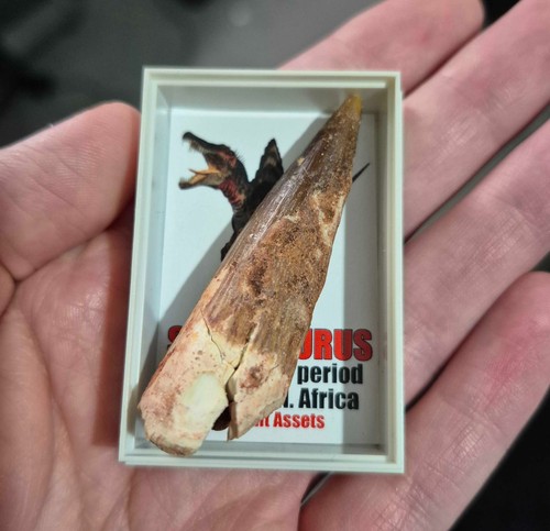 Spinosaurus aegyptiacus tooth - aegyptiacus,