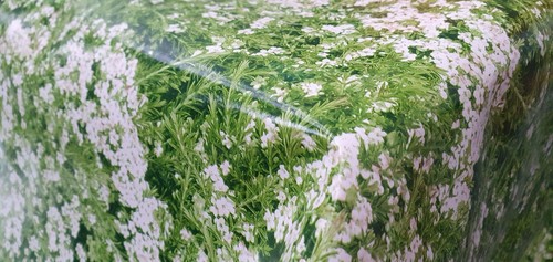 Green fern grass - fern, white