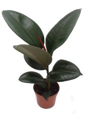 Rubber Plant in a 12cm pot. Ficus Robusta house plant