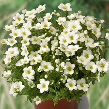 Saxifrage 'Alpino White' Value
