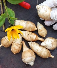 Jerusalem Artichoke 5 x