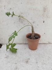 Pelargonium Carnosum Caudex  Succulent