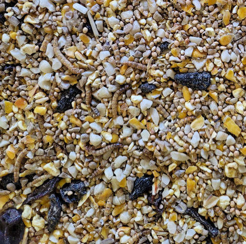Robin songbird food - &, wild