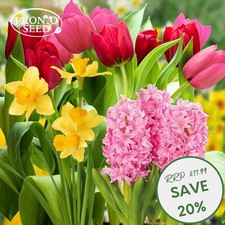 Spring Flowering Bulbs - 20