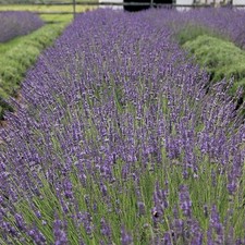 Lavendula x intermedia Phenomenal - Lavender - Plant in 12 cm Pot