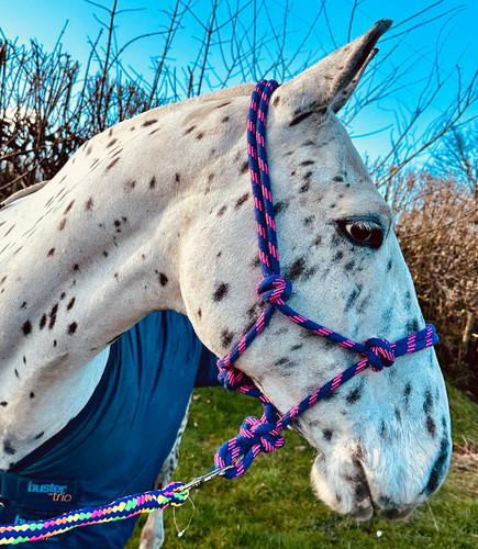 Rope control halter headcollar - rope, halter/headcollar