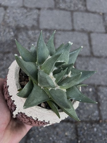 Ariocarpus trigonus confusus
