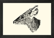 Muntjac Deer Head Sketch