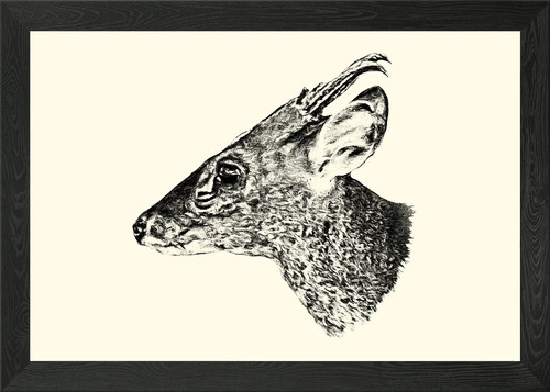 Muntjac deer head sketch - muntjac,