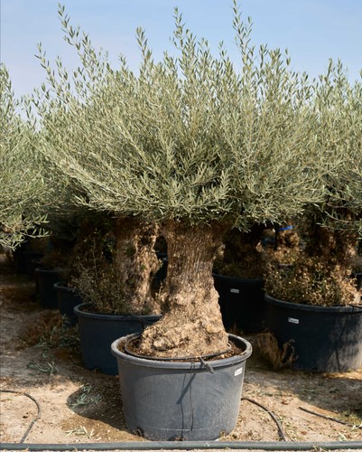 Huge ancient gnarled olive - ancient,