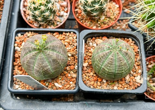 Euphorbia obesa baseball - euphorbia,