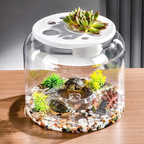Turtle container aquatic - turtle,