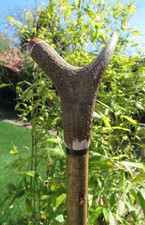 HAND CRAFTED HAZEL STAGSHORN