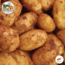 Fresh Cyprus Spunta Potatoes -