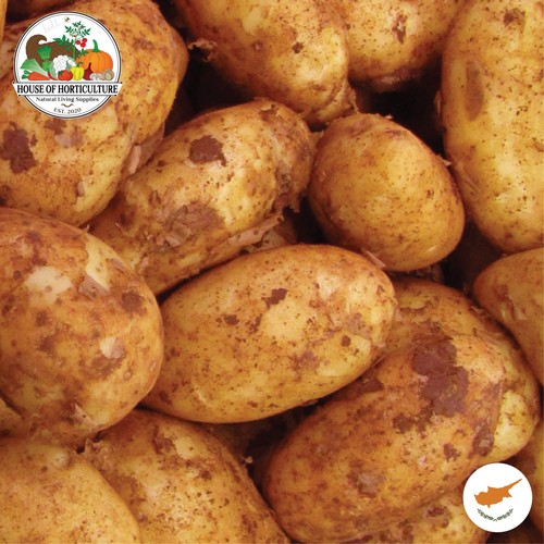 Fresh cyprus spunta potatoes - cyprus,
