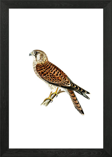Common kestrel falcon - common,