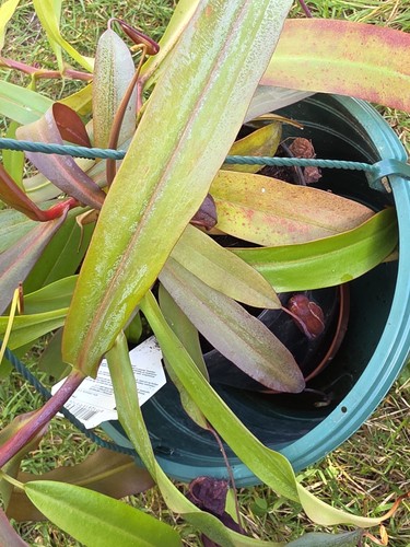 Rare large nepenthes - rare,