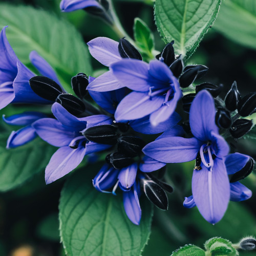 Salvia seeds flower - salvia,