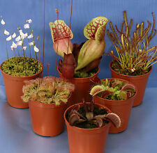 6 CARNIVOROUS PLANT