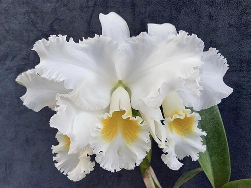 Rare cattleya gertrude - rare,