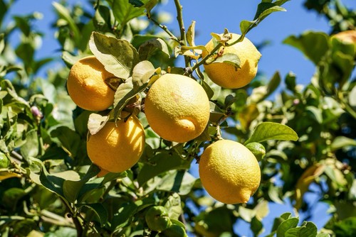 10x lemon tree - seeds,