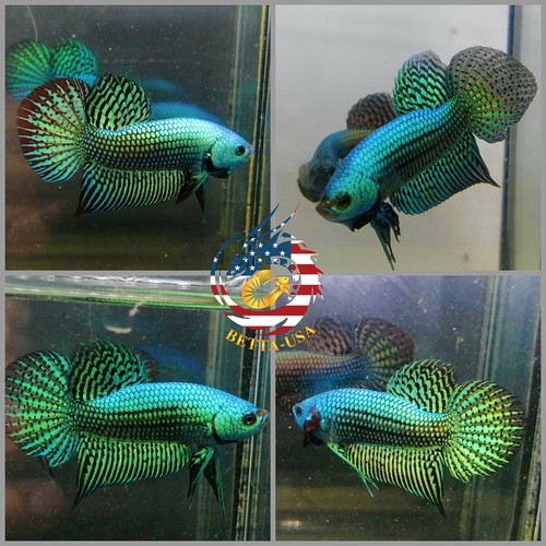Live betta fish - fish, high