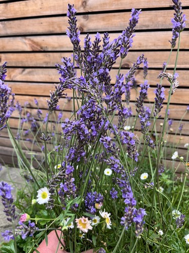 Lavender phenomenal - lavender, ‘phenomenal’