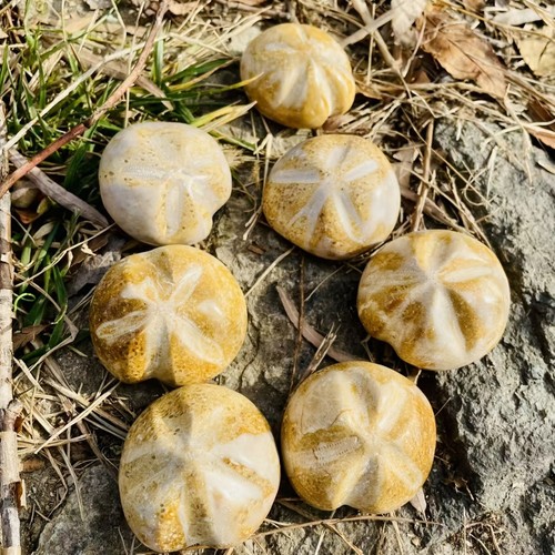 Fossil sea urchin - sea, –natural