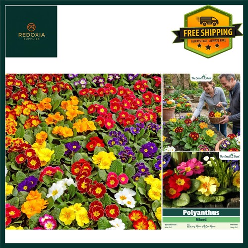 Vibrant polyanthus mixed - polyanthus,
