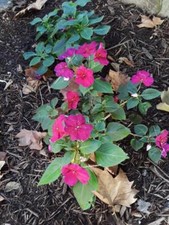 BUSY LIZZY IMPATIENS ACCENT BURGUNDY 500 SEEDS