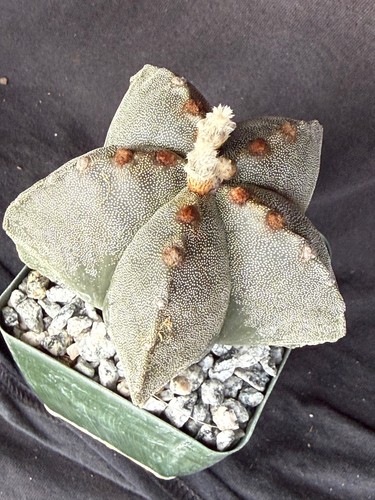 Astrophytum myriostigma - ,, 4''