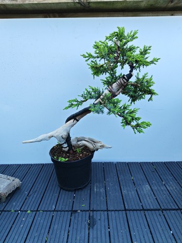 Tanuki needle juniper - tanuki,