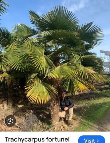 Trachycarpus fortuneii year - fortuneii,