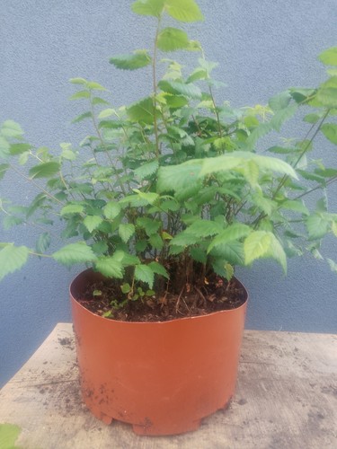Elm bonsai tree raft yamadori - bonsai,
