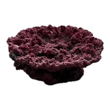 SANDBED 5 Hole Acropora Coral Plate Frag Rack/Rock for Live Coral Plug Ons