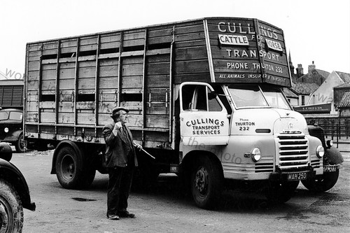 Cv327 cullins cattle - cullins,