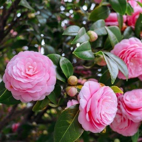 Camellia pink flowering - camellia,