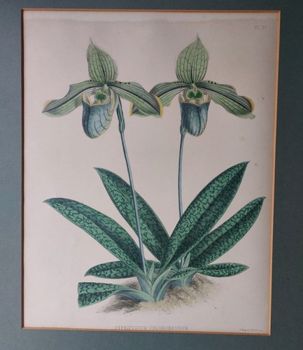 John nugent fitch orchid album - orchid,