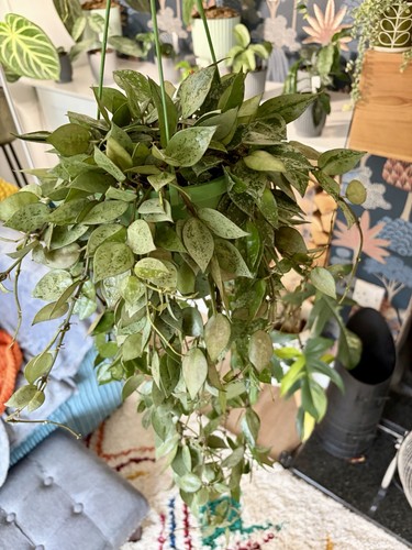 Hoya krohniana eskimo - hoya,