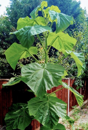 Paulownia tomentosa empress - paulownia,