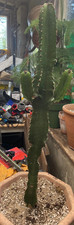 Large euphorbia ingens cowboy - large,