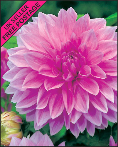 Decorative dinnerplate dahlia - dinnerplate,
