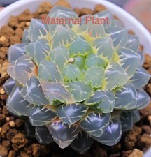 *Very Rare Offer* Haworthia
