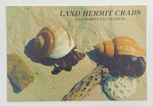 Land hermit crabs postcard - land,