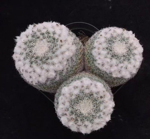 Mammillaria brauneana wysiwyg - brauneana,